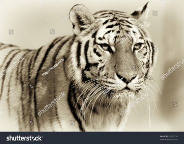 id3768