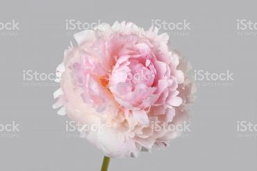 id5713