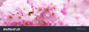 id4079