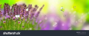 id4431
